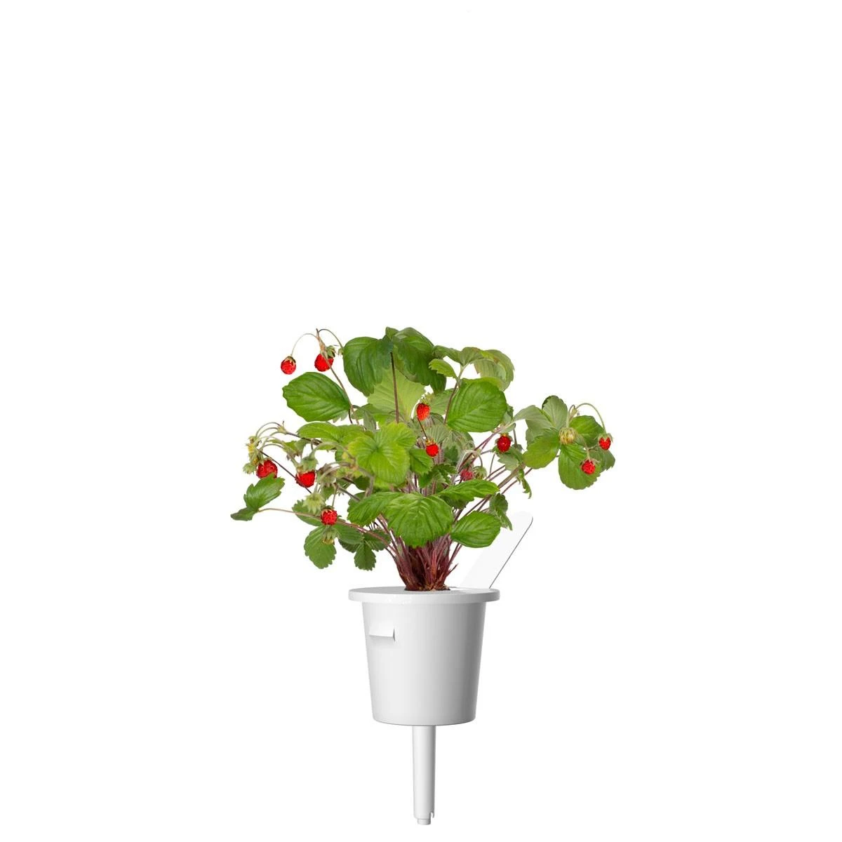 Click & Grow sėklos išmaniajam braškių vazonui  SHGR24x3 3vnt.