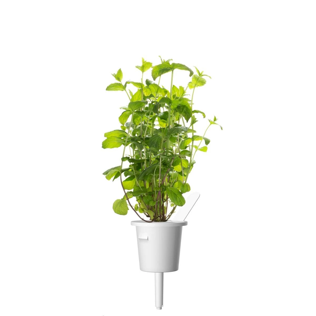 Click Grow „Click and Grow“ – išmaniojo sodo papildymo pakuotė, 3 vnt. – pipirmėčių (SGR22X3)