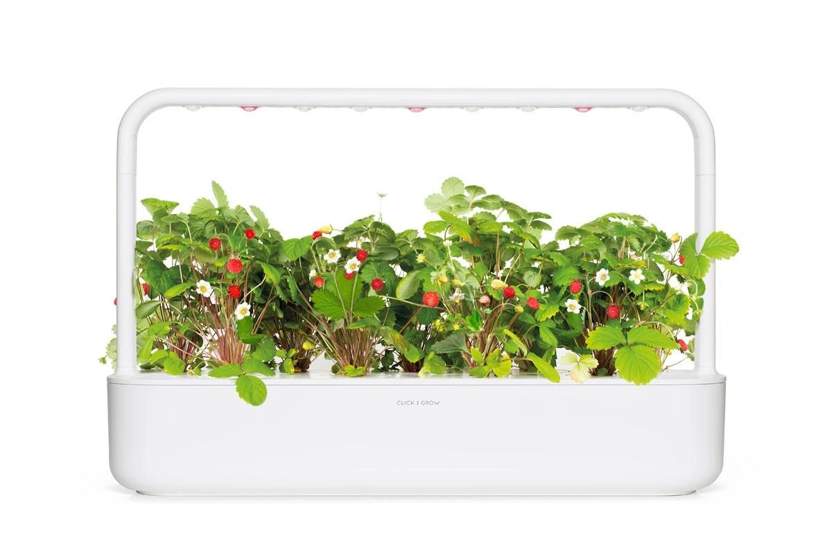 Click & Grow sėklos išmaniajam braškių vazonui  SHGR24x3 3vnt.