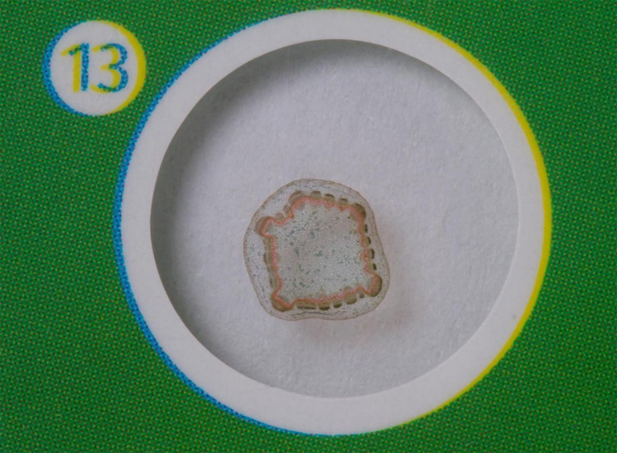 Mikroskopas Paruoštų preparatų rinkinys Levenhuk P12