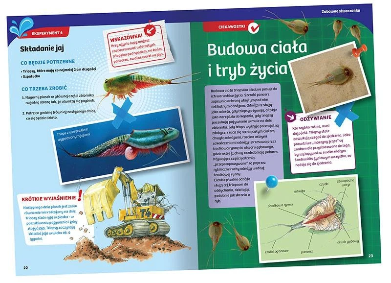 Piatnik Triopų veisimas