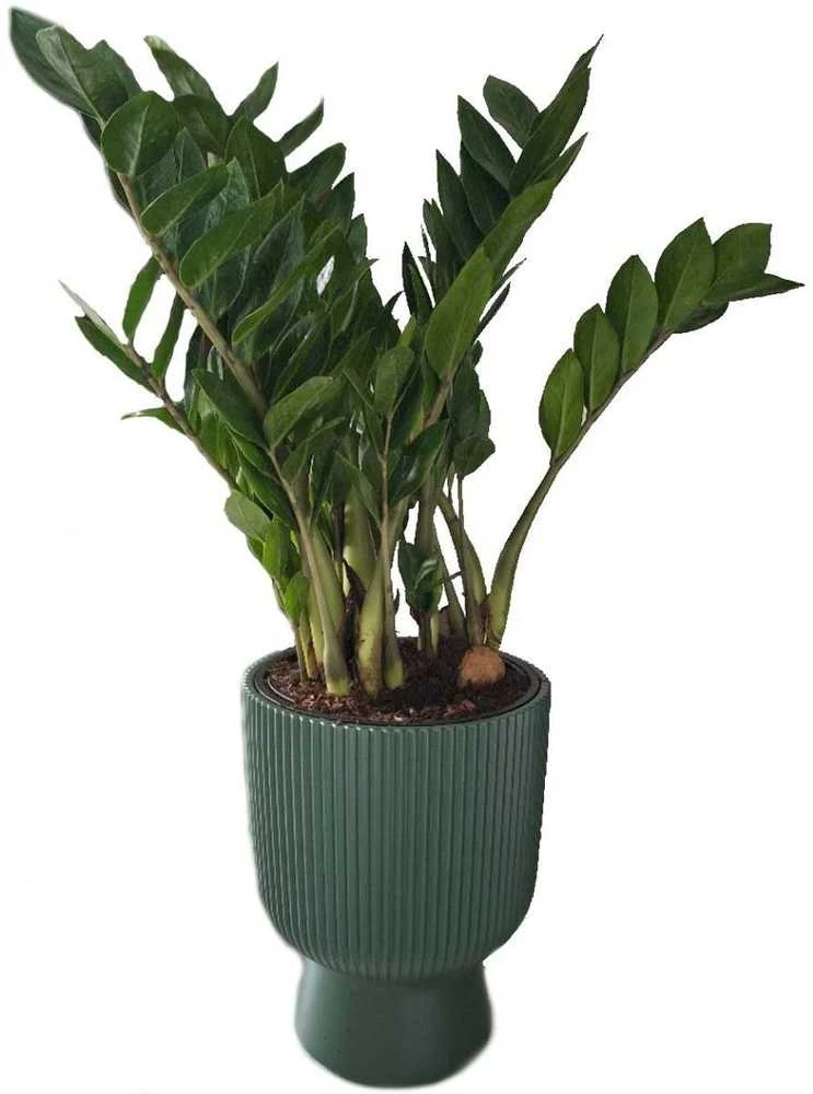 Prosperplast Doniczka Milly vazonas-antracito spalvos DBMIG240-S433, skersmuo 239 mm