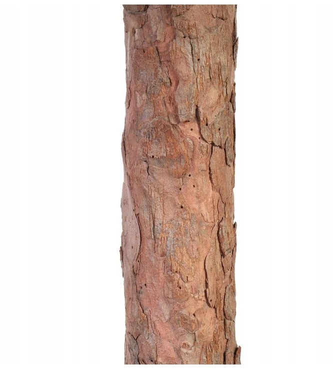 Eu Sandelis Originali dirbtinė Kalėdų eglutė ant pušie kamieno 180 cm, CHO09