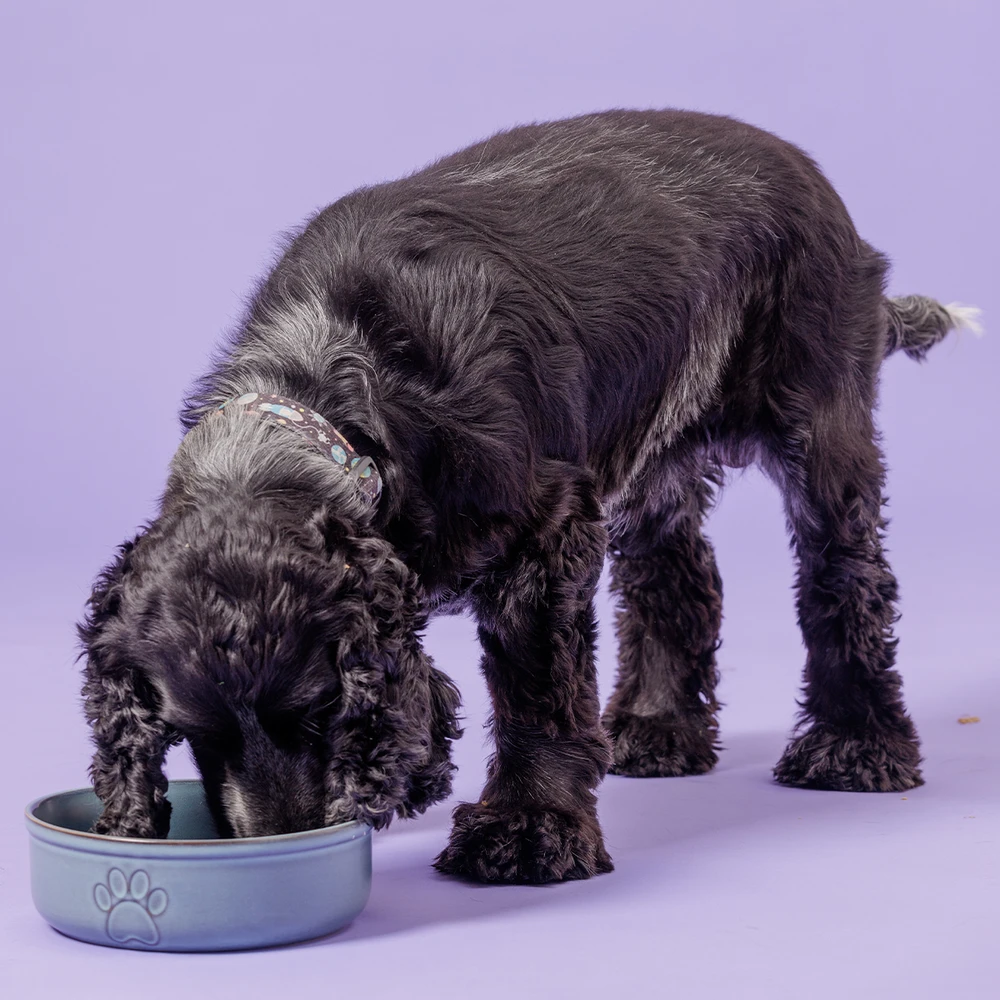 MASON CASH (RAYWARE GROUP) MC-Pet dubuo 18 cm reaktyvioji letenėlė