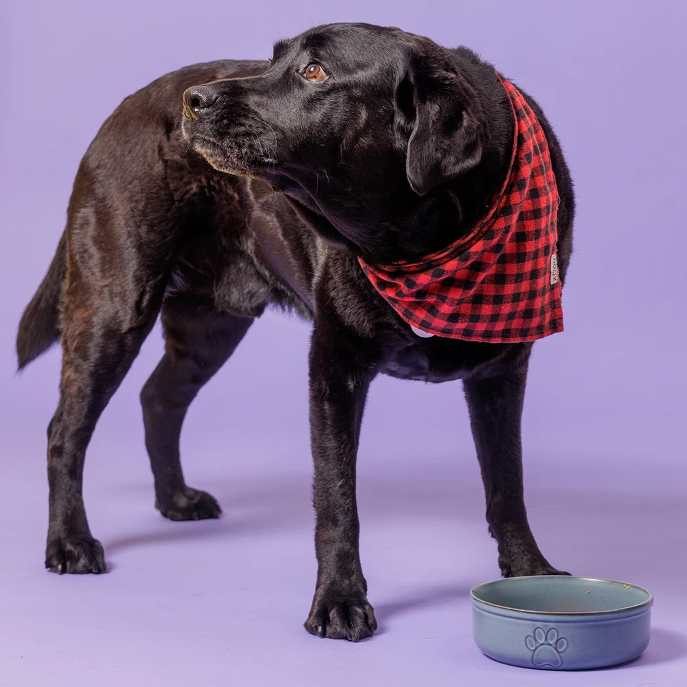 MASON CASH (RAYWARE GROUP) MC-Pet dubuo 18 cm reaktyvioji letenėlė