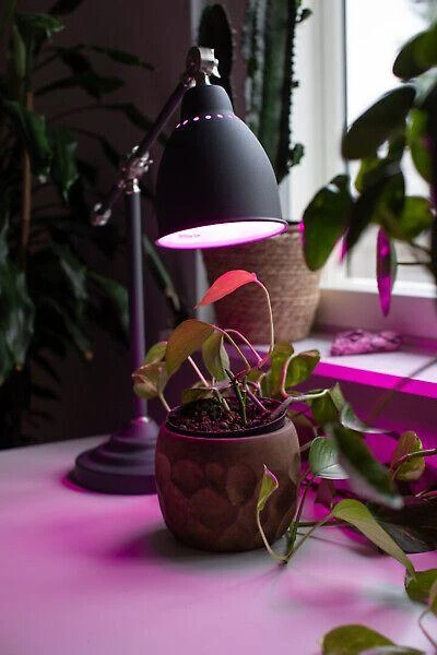 Airam LED kasvilamppu, E27, kirkas, filamentti 180 lm