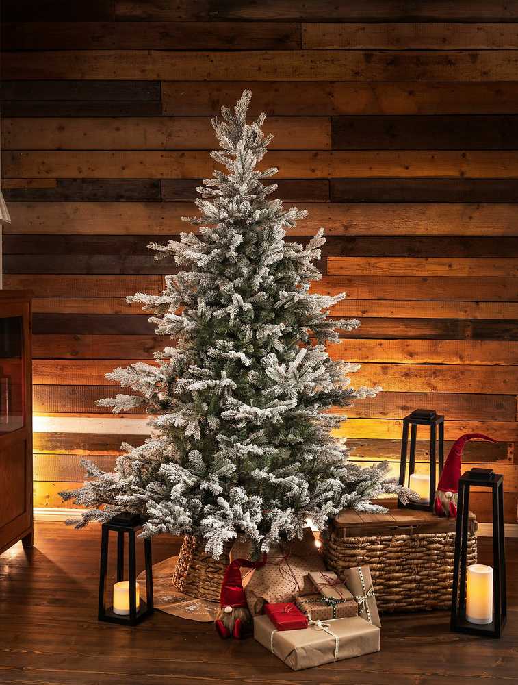 Everlands Grandis fir aidonnäköinen lumikuusi, 180 cm