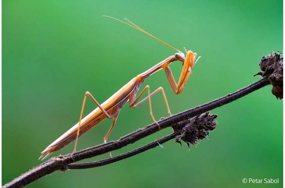 Objektyvas Sony FE 100mm F2.8 Macro GM OSS (Juodas) | (SEL100M28GMB.SYX)