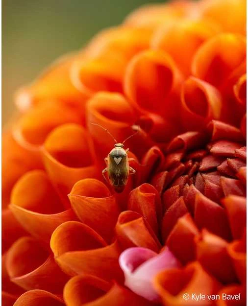 Objektyvas Sony FE 100mm F2.8 Macro GM OSS (Juodas) | (SEL100M28GMB.SYX)