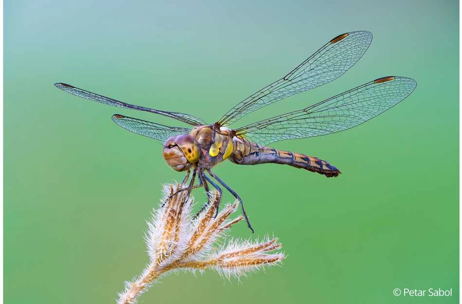 Objektyvas Sony FE 100mm F2.8 Macro GM OSS (Juodas) | (SEL100M28GMB.SYX)