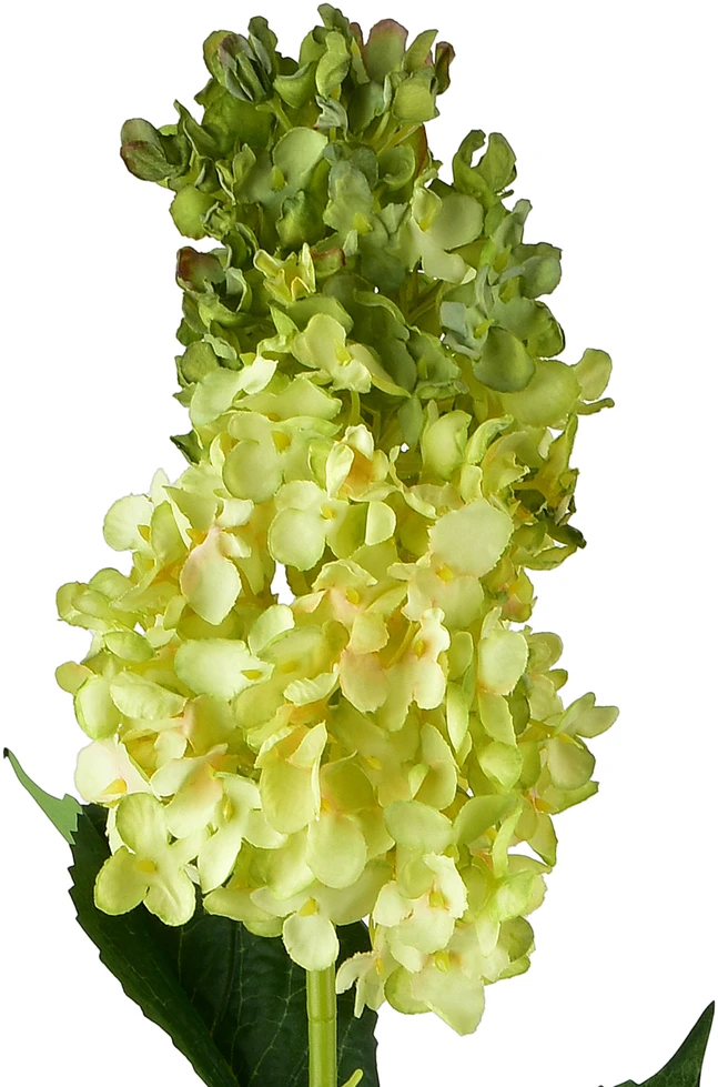 Mondex Since 1986 VIRIDIS gėlė ilga hortenzija 80cm