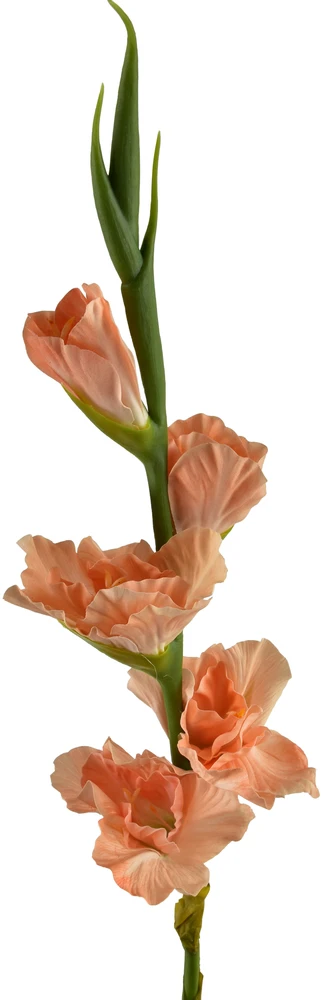 Dirbtinis persikinis kardelis 85 cm
