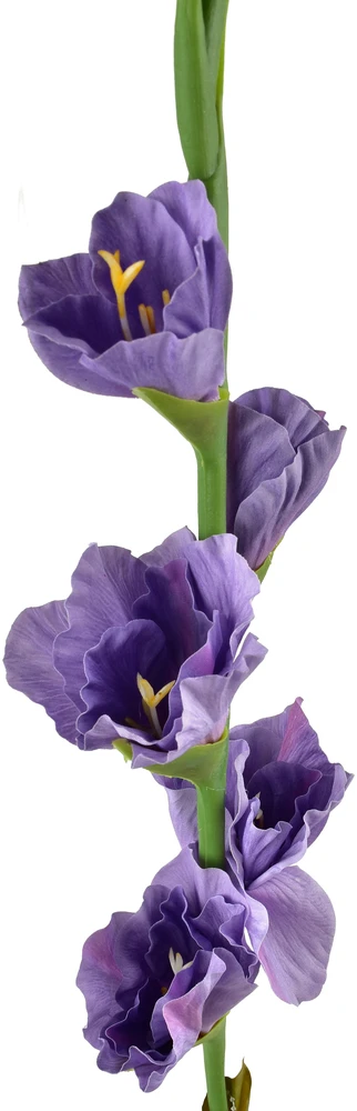 Dirbtinis violetinis kardelis, stambus planas