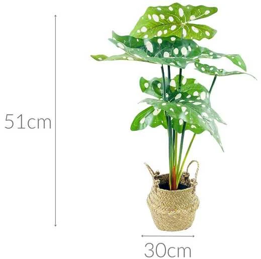 Alokazija su taškuotais lapais krepšyje 51cm