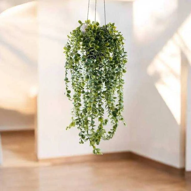 Dirbtinis kabantis Senecio su smulkiais lapeliais