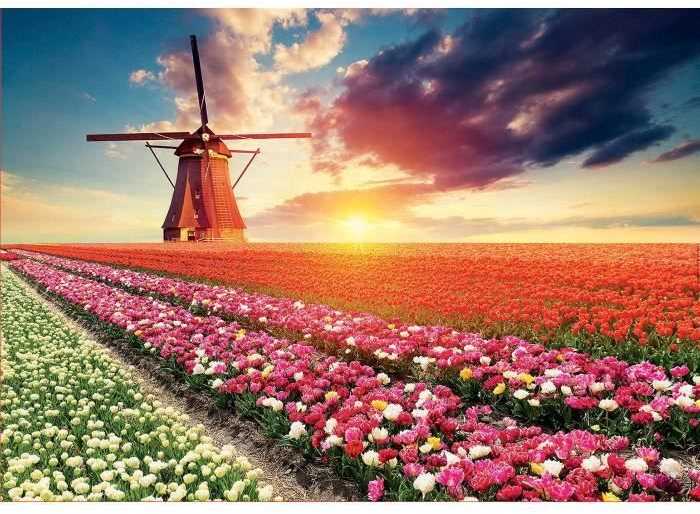Tulip Educa Dėlionė (puzzle)1500 TULPIŲ PEIZAŽAS 12-99 metų