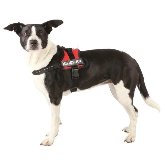 Trixie Petnešos Julius-K9, Mini/M: 51–67 cm, raudonos sp.