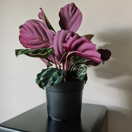 Gardlov Gamybos puodas - 10 vnt. rinkinys