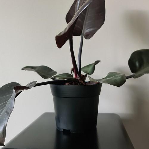 Gardlov Gamybos puodas - 10 vnt. rinkinys