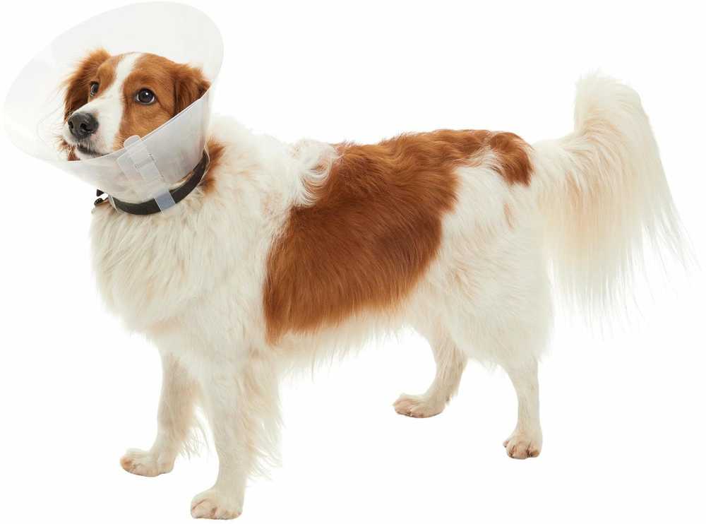 KRUUSE BUSTER Classic Dog Collar, 10 cm, Transparent, 10 pcs