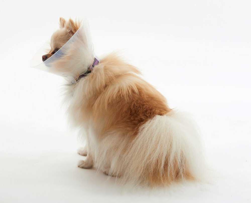 KRUUSE BUSTER Neckstrap f/Collars, 40 cm, 10 pcs