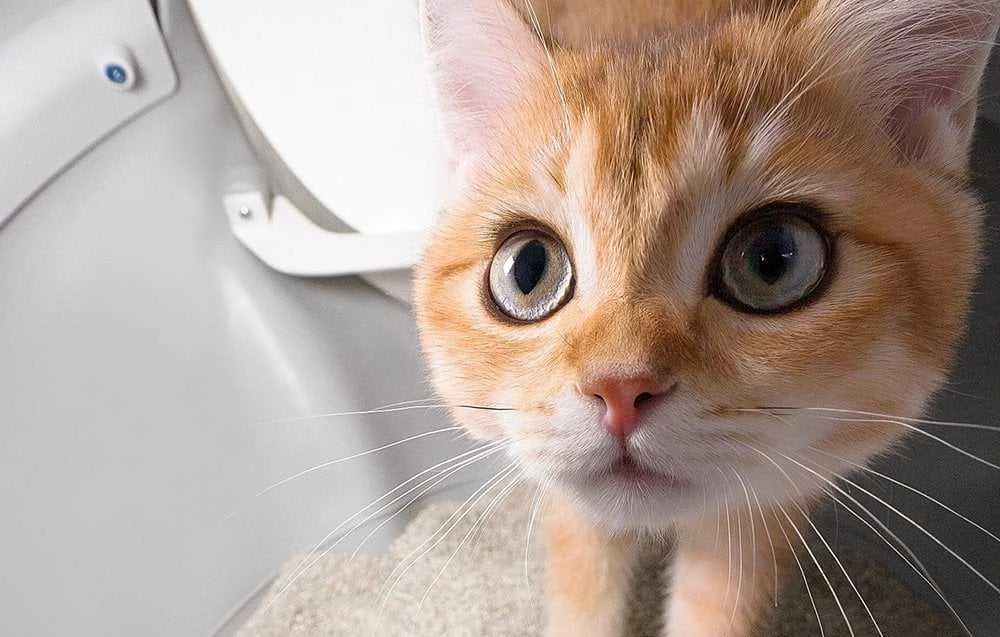 „Catlink“ išmanioji savaime išsivalanti kraiko dėžutė su dirbtinio intelekto kamera katėms „Scooper Pro Ultra“