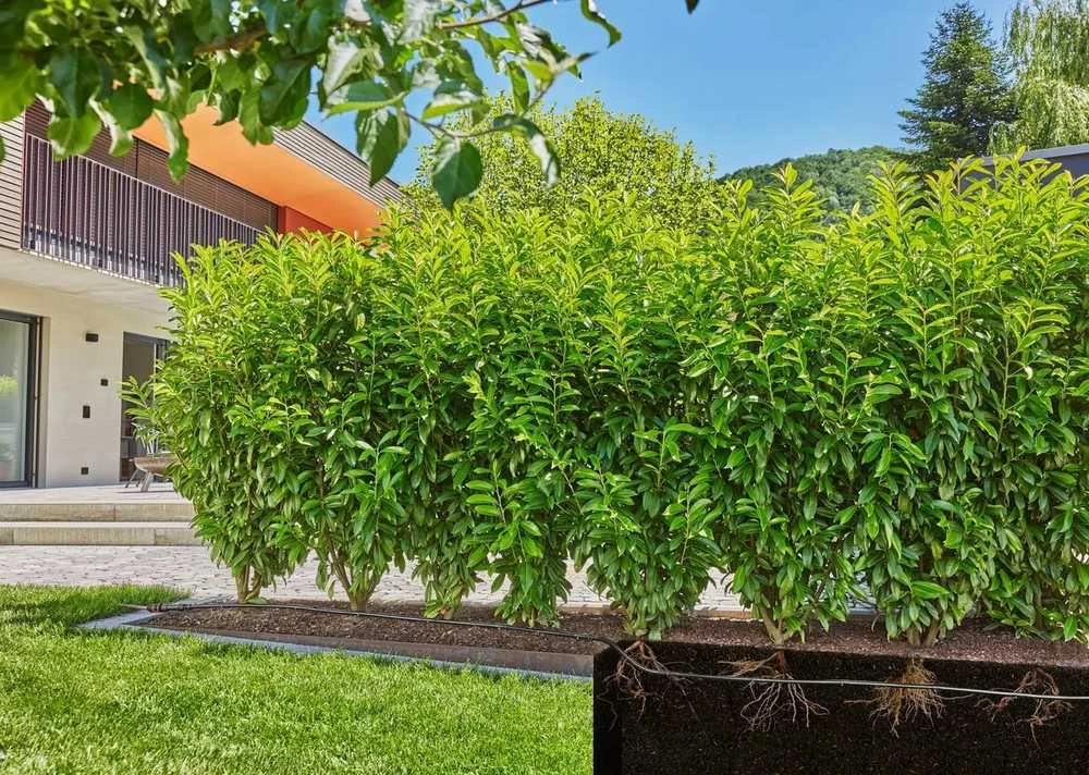 Gardena Lašelinio drėkinimo sistema krūmams/gyvatvorėms (25m)