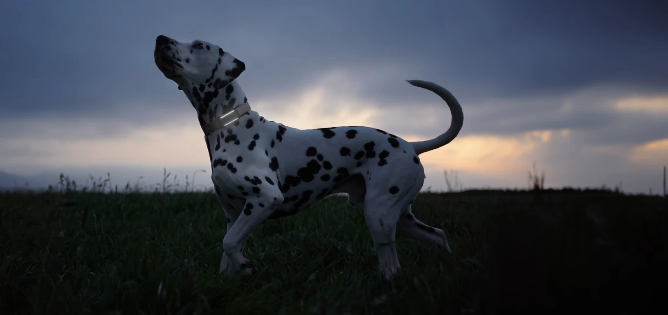 „Tractive DOG 6“ – ruda – prenumerata programėlėje aprašymas - Prekės nuotrauka