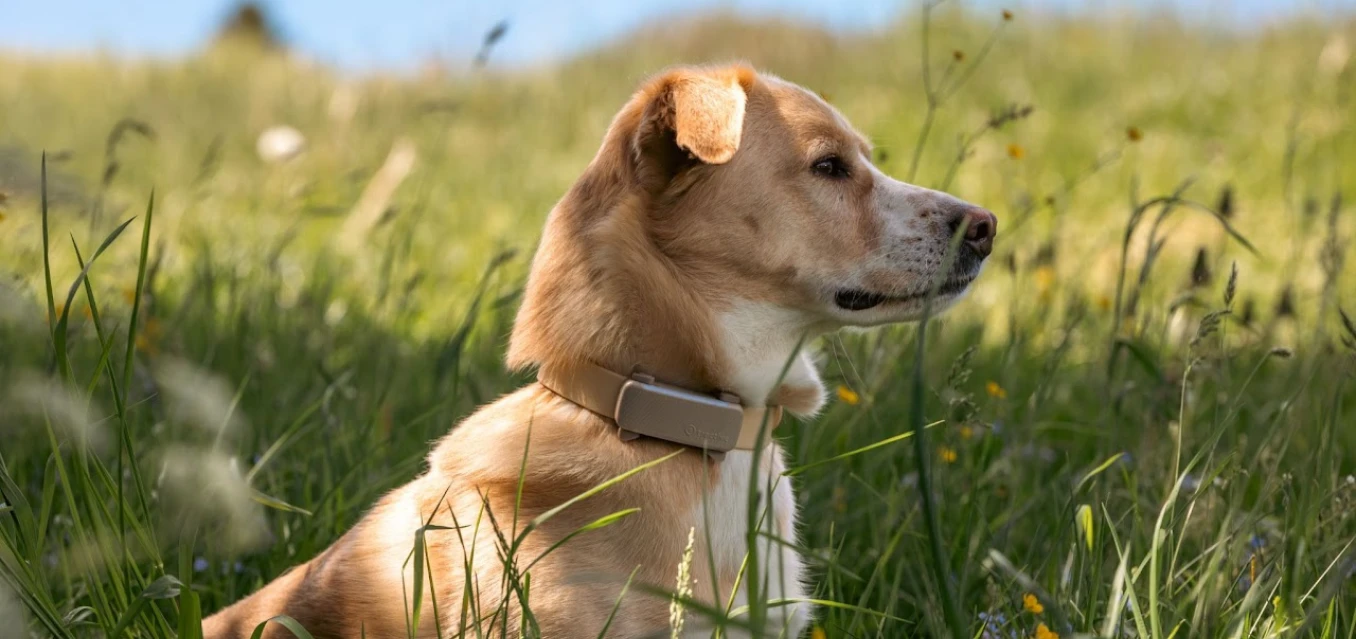 „Tractive DOG 6“ – ruda – prenumerata programėlėje aprašymas - Prekės nuotrauka