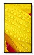 Monitorius Sharp ME432 43 IN LFD UHD 400CD/QM – 18/7 SOC ANDROID 13 OS D-LED