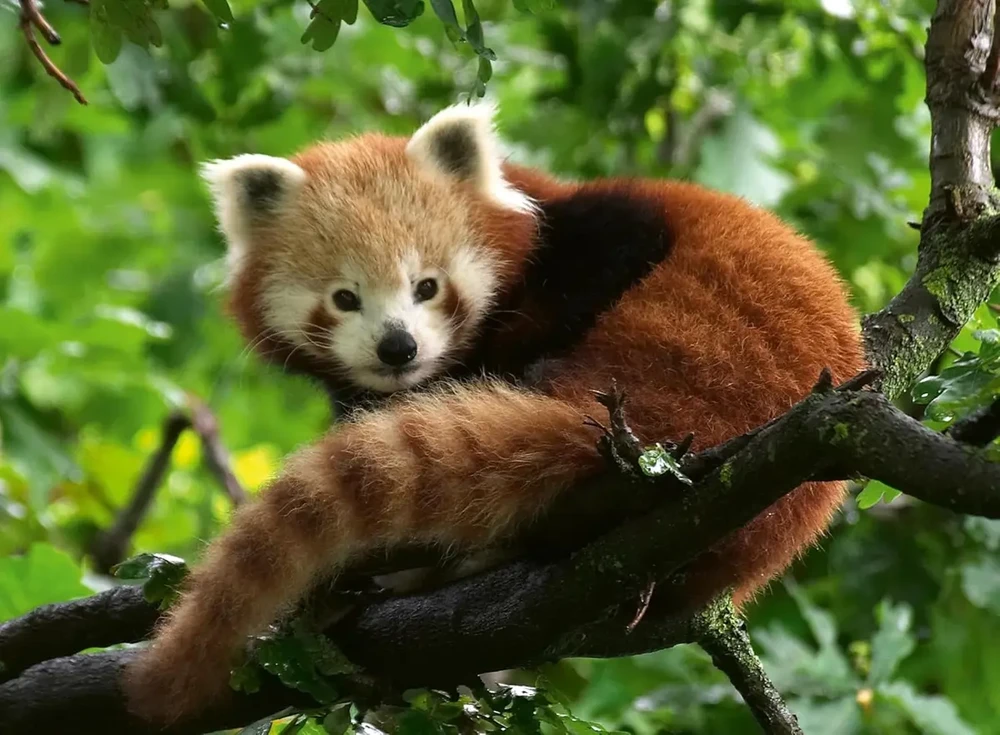 Ravensburger Dėlionė 500 vnt. - Mažoji panda