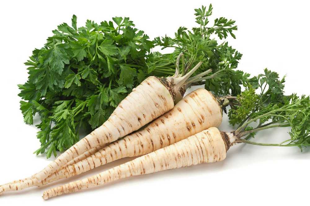 Alba Root Parsley PNOS Seeds on Tape, 6m Tape