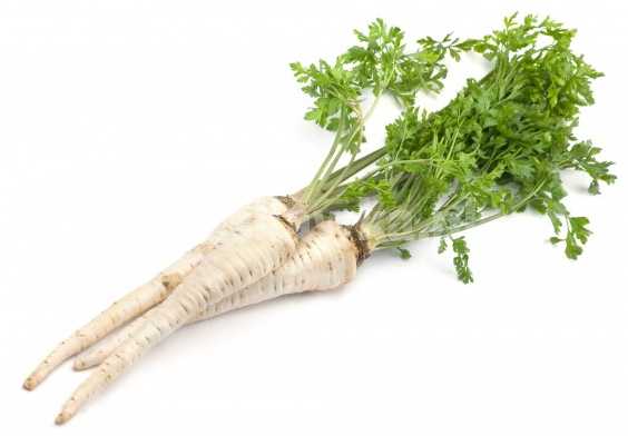 Alba Root Parsley PNOS Vegetable Seeds, 3g Pack