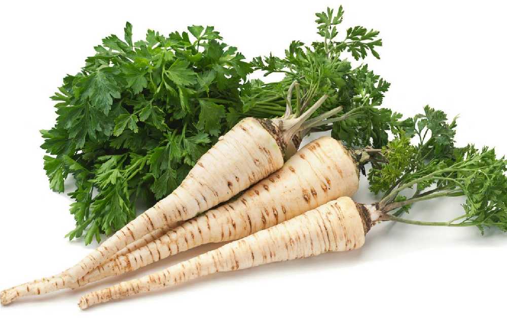 Alba Root Parsley PNOS Vegetable Seeds, 3g Pack