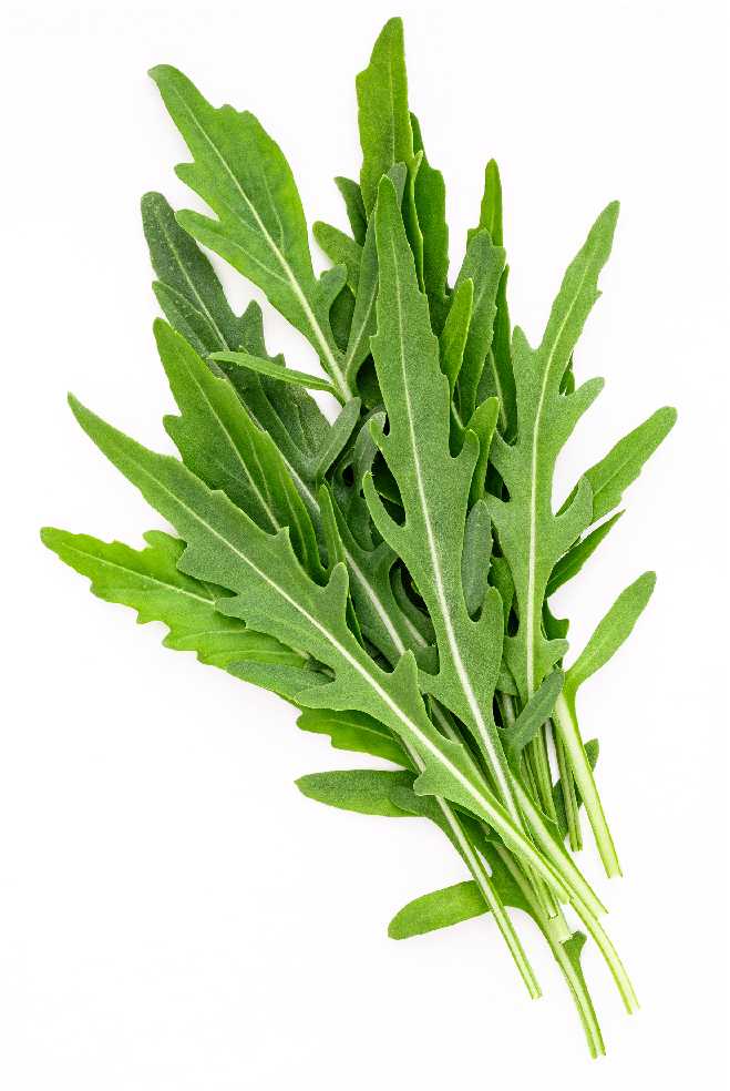 Arugula Eruca Sativa PNOS Seeds on Tape, 6m Tape