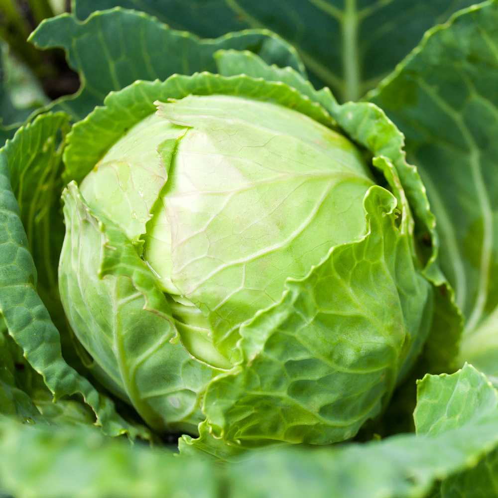 Baltas Cabbage Roem Van Enkhuizen 2 PNOS Vegetable Seeds, 2g Package