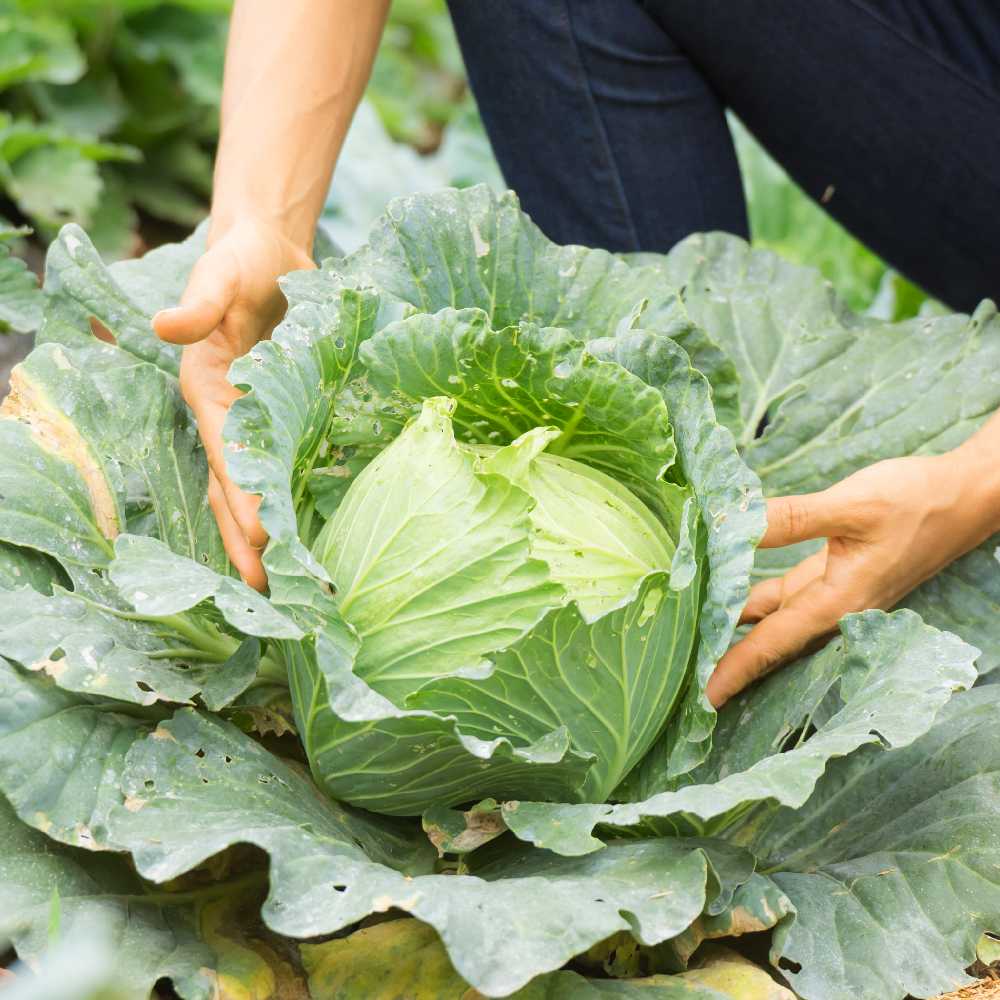 Baltas Cabbage Roem Van Enkhuizen 2 PNOS Vegetable Seeds, 2g Package