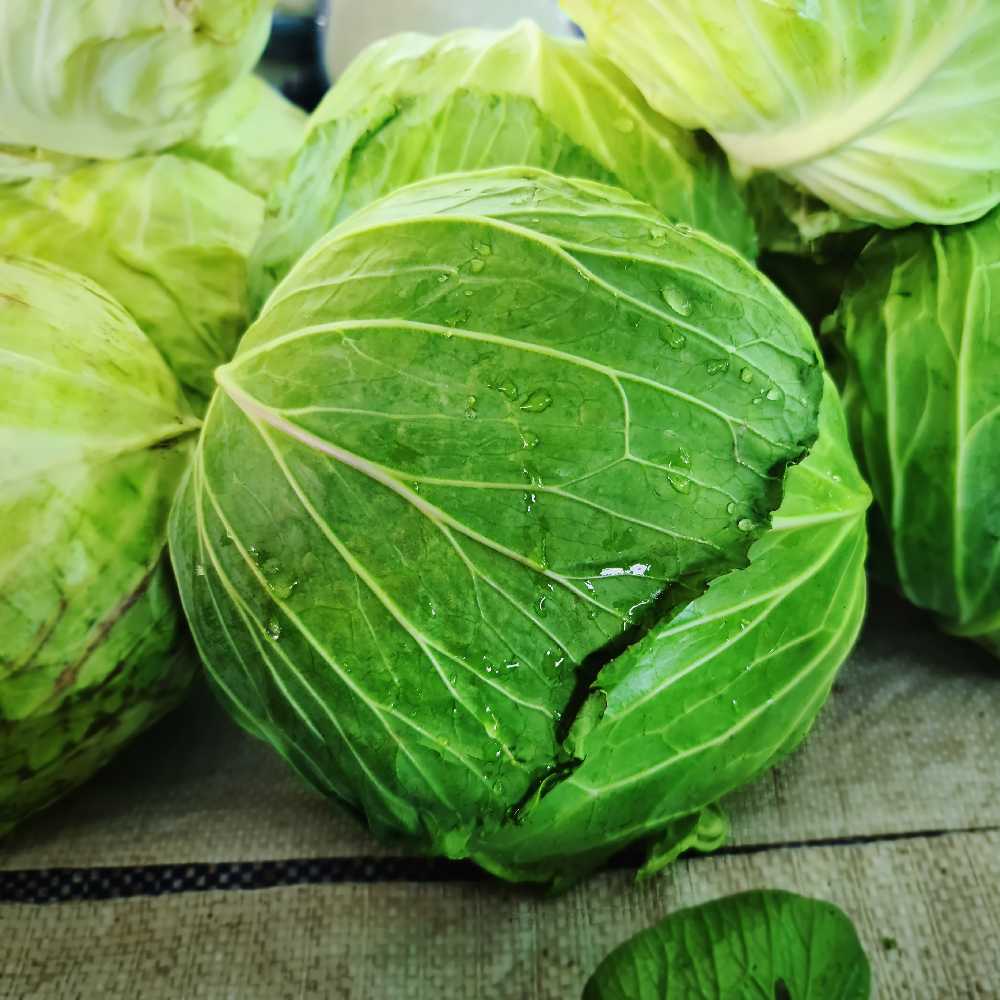 Baltas Cabbage Roem Van Enkhuizen 2 PNOS Vegetable Seeds, 2g Package