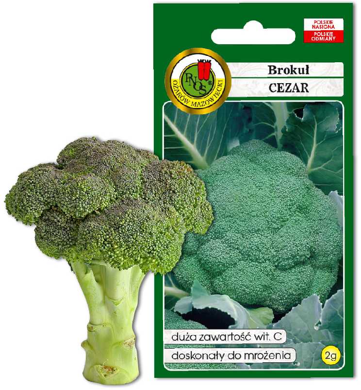 Caesar Broccoli PNOS Vegetable Seeds, 2g Pack