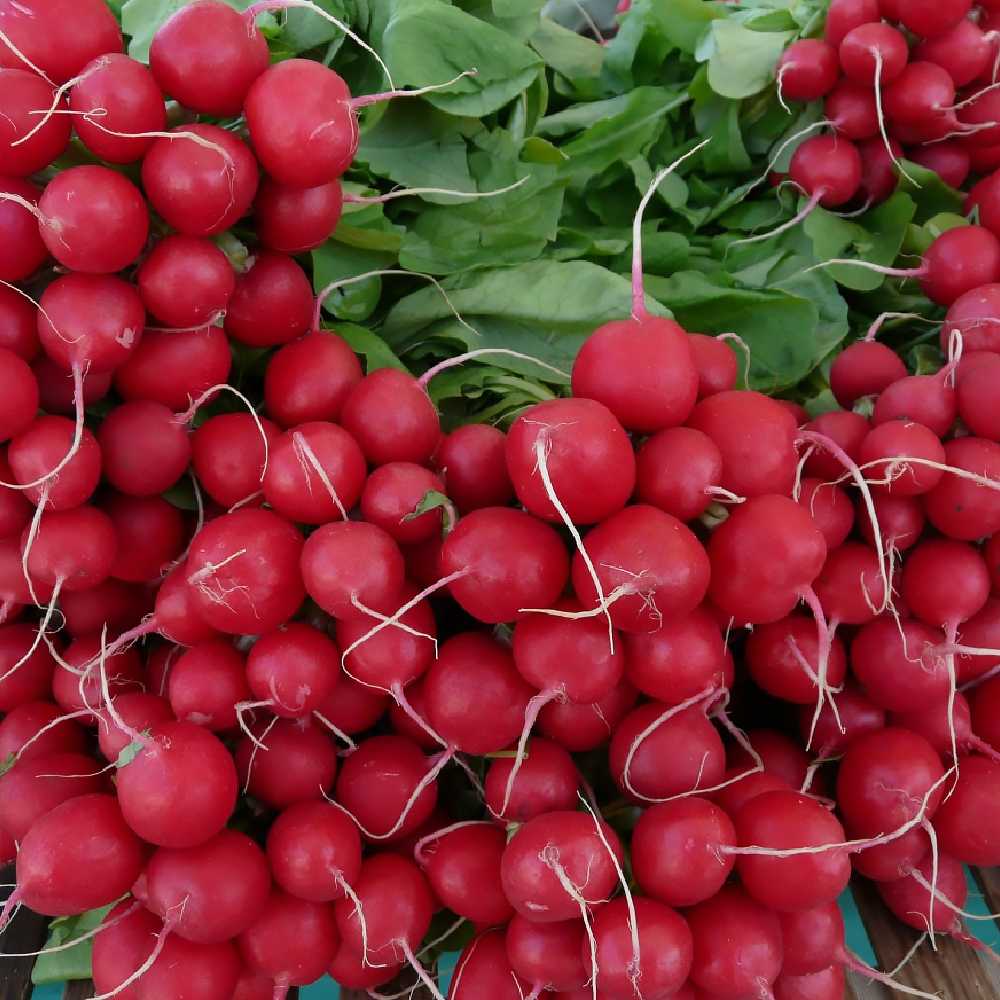 Carmen Radish PNOS Seeds on Tape, 6m Tape