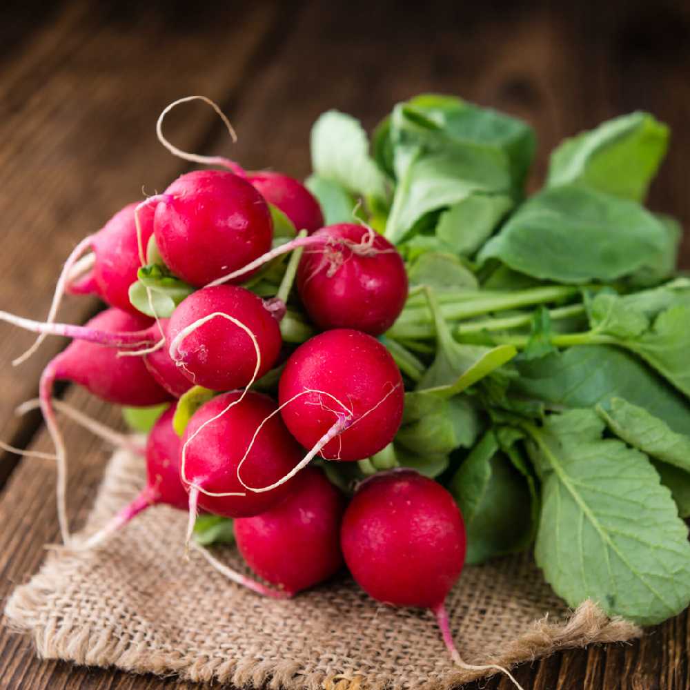 Carmen Radish PNOS Seeds on Tape, 6m Tape
