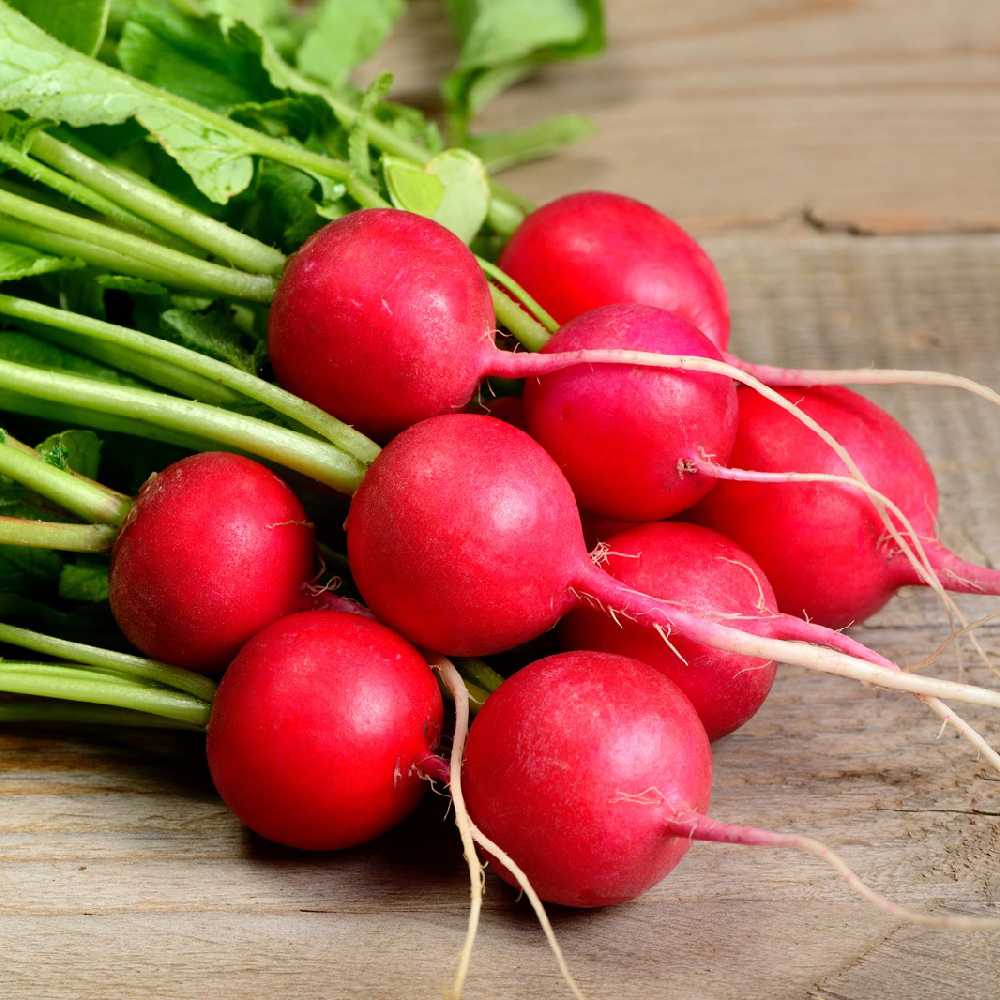 Carmen Radish PNOS Seeds on Tape, 6m Tape