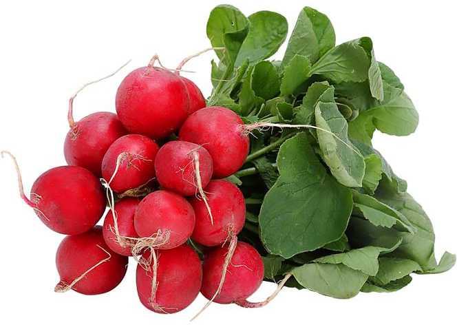 Carmen Radish PNOS Seeds on Tape, 6m Tape