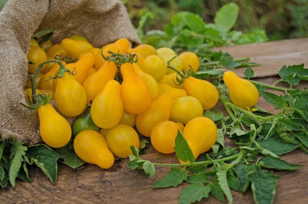 Toraf TORAF VEGETABLES pomidorų Perun sėklos 0,5 g