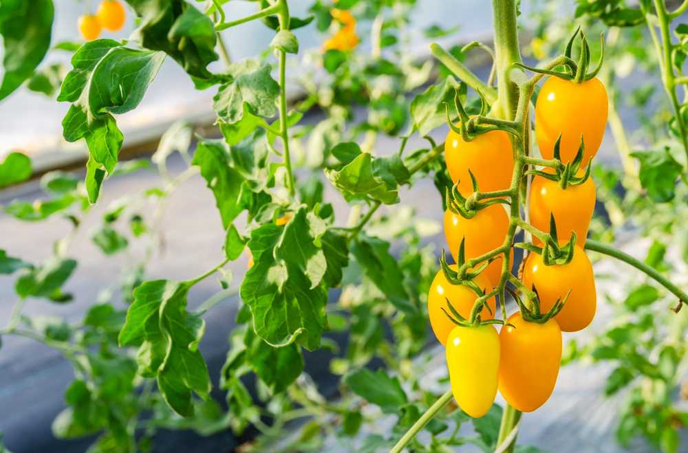 Toraf TORAF VEGETABLES pomidorų Perun sėklos 0,5 g