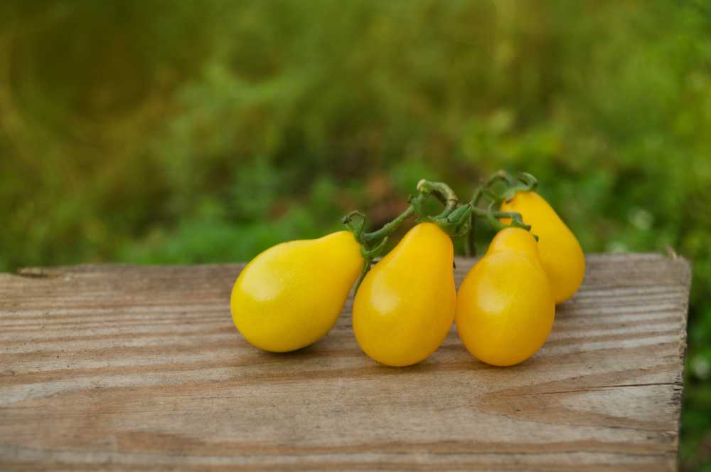 Toraf TORAF VEGETABLES pomidorų Perun sėklos 0,5 g
