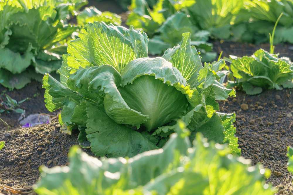 Crisp Ice Lettuce Summer Toraf Vegetable Seeds, 1g Package