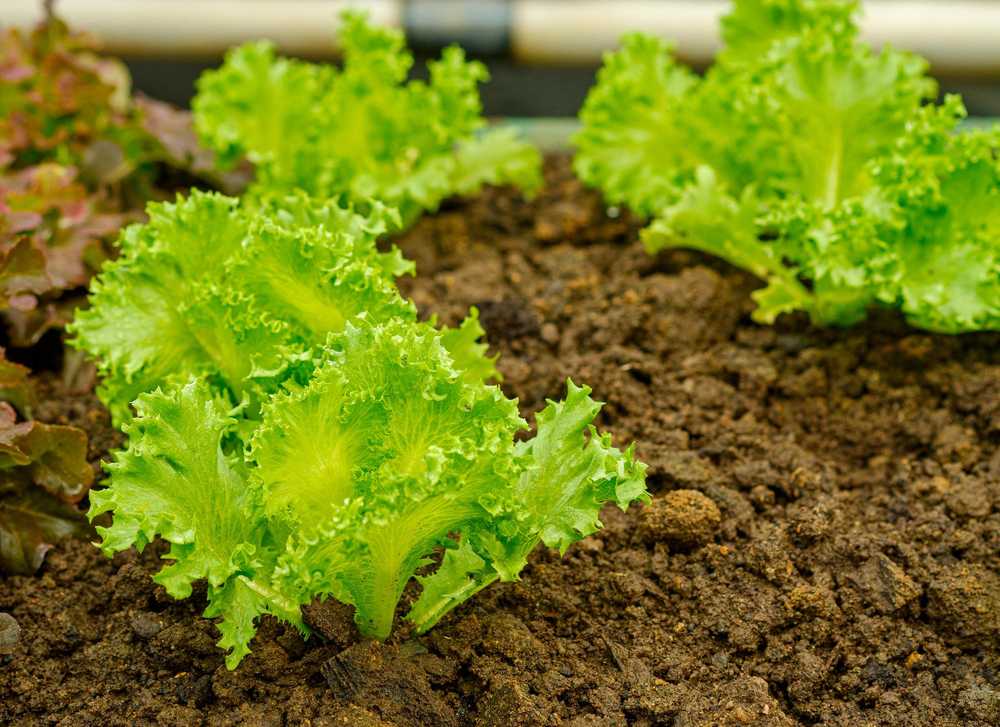 Crisp Ice Lettuce Summer Toraf Vegetable Seeds, 1g Package