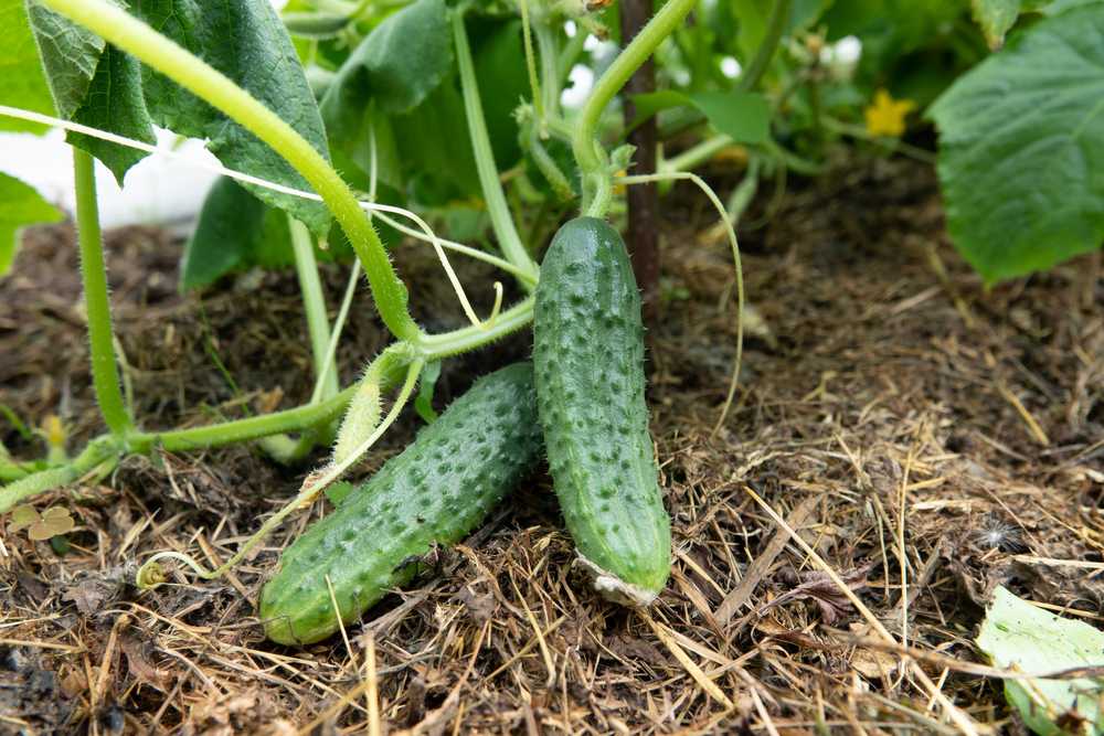 Toraf TORAF VEGETABLES Agurkų Ares F1 sėklos 5g