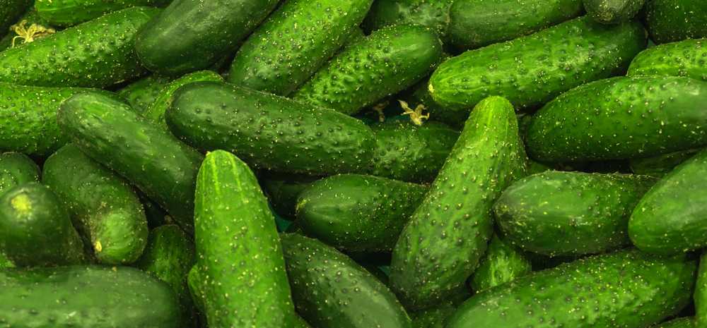 Toraf TORAF VEGETABLES Agurkų Ares F1 sėklos 5g